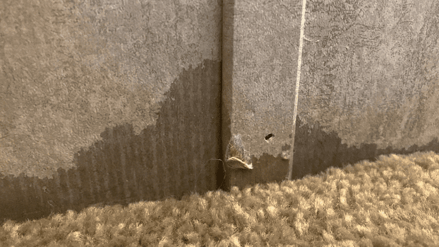 should-you-replace-carpet-after-water-damage